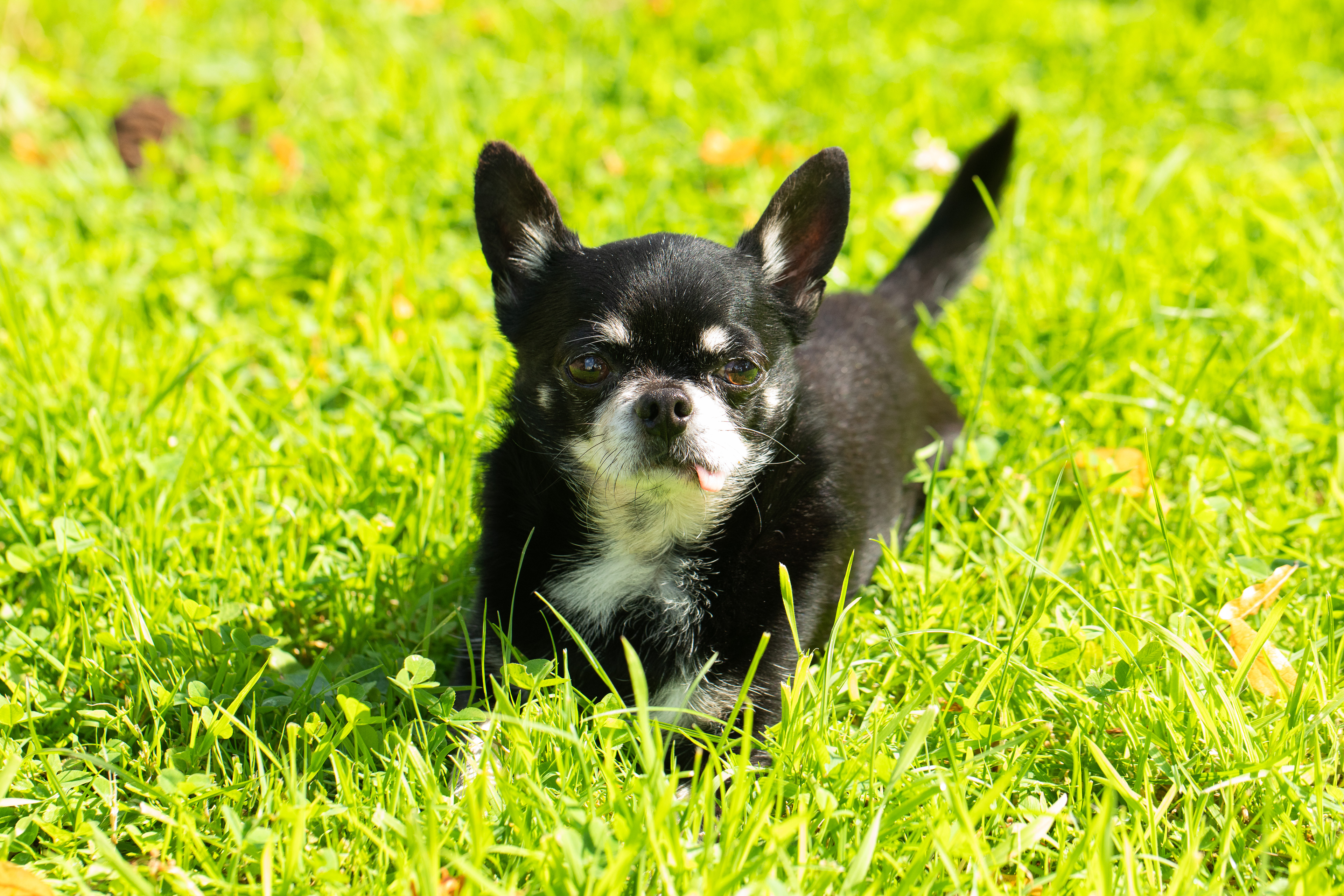 Enrico liebt den Sonnenschein